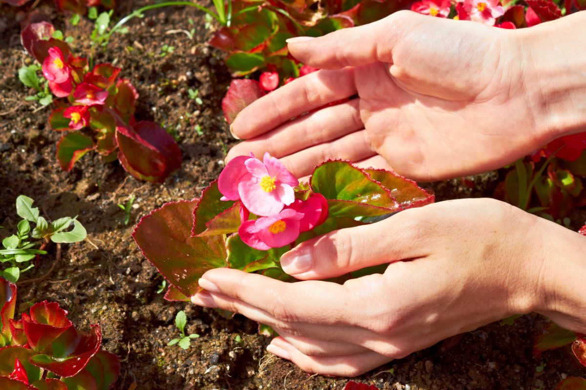 A gardener cups a small flowering begonia plant