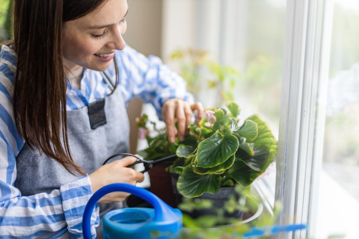 A woman tends to her indoor begonia plant