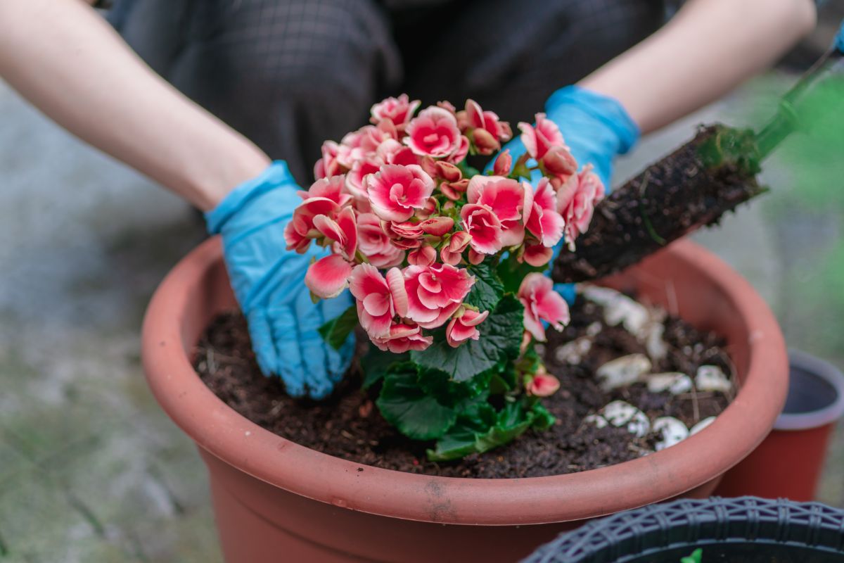 Begonias planted in a garden container