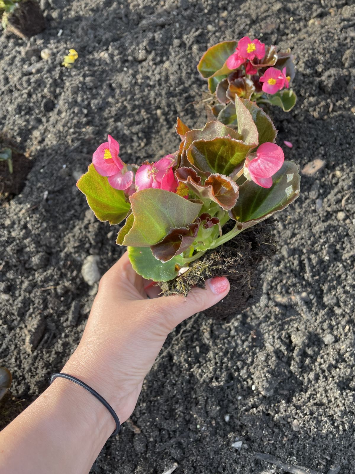 A begonia is being planted in the ground