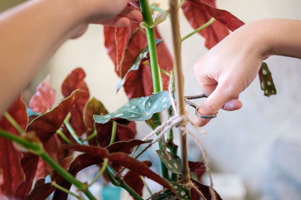 Cuttings are taken from a begonia plant for rooting