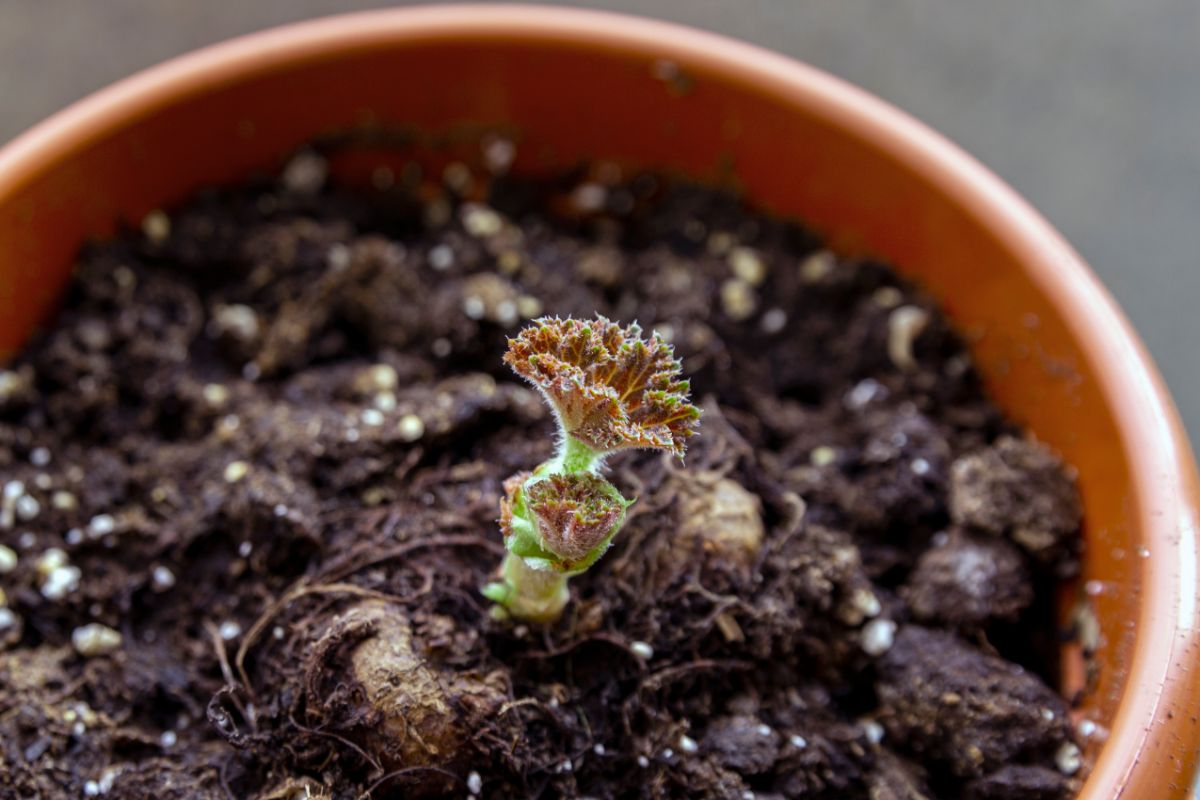A tiny young begonia plant pops up in a pot
