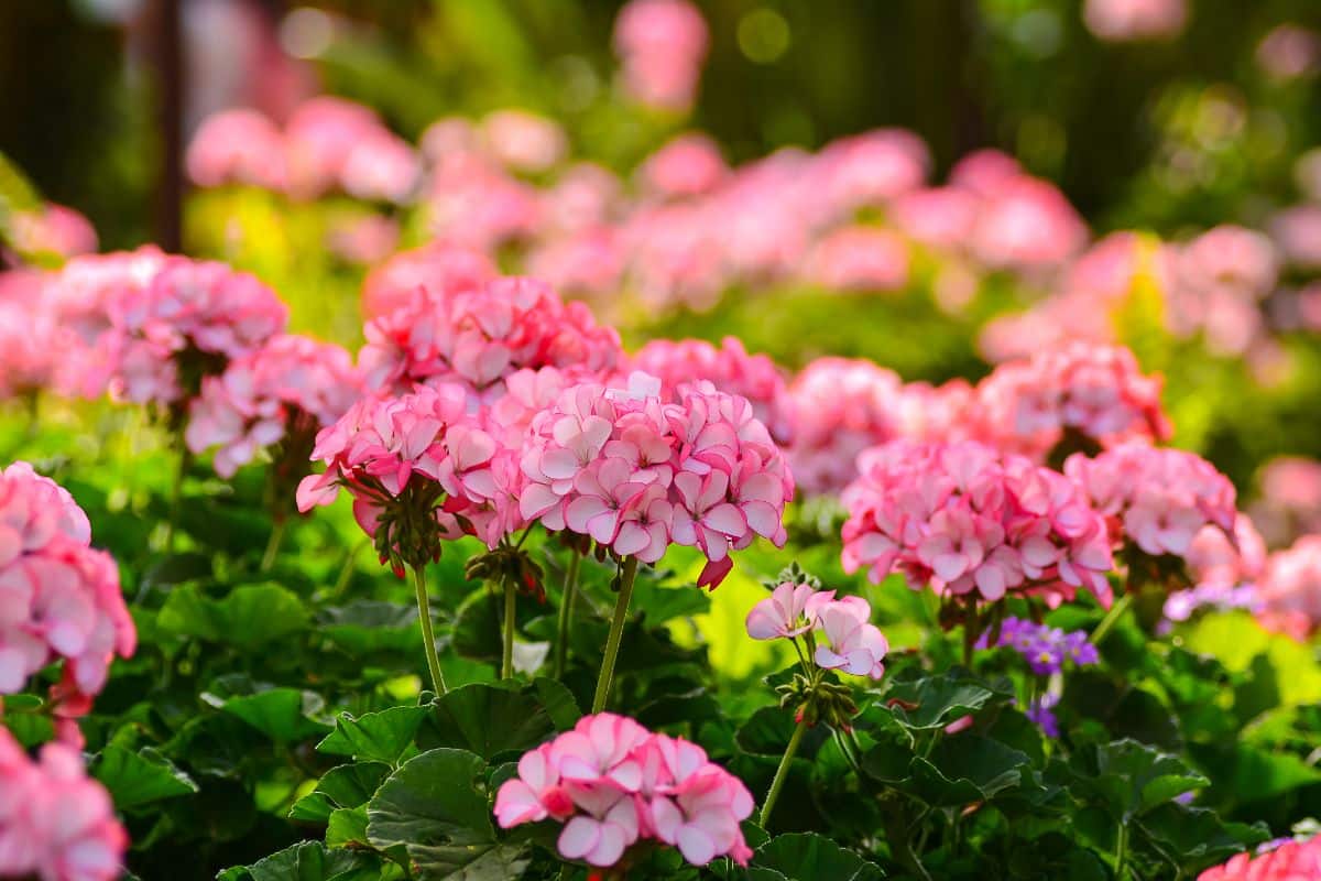 Begonias with spikes of pink flowers