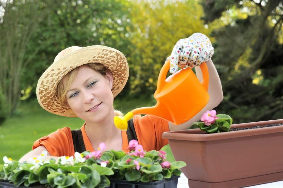 A woman waters a begonia plant in a planter box