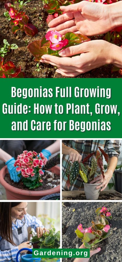 Begonias Full Growing Guide: How to Plant, Grow, and Care for Begonias pinterest image.
