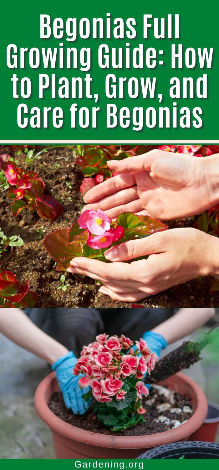Begonias Growing Guide (Plant, Grow, and Care) - Gardening