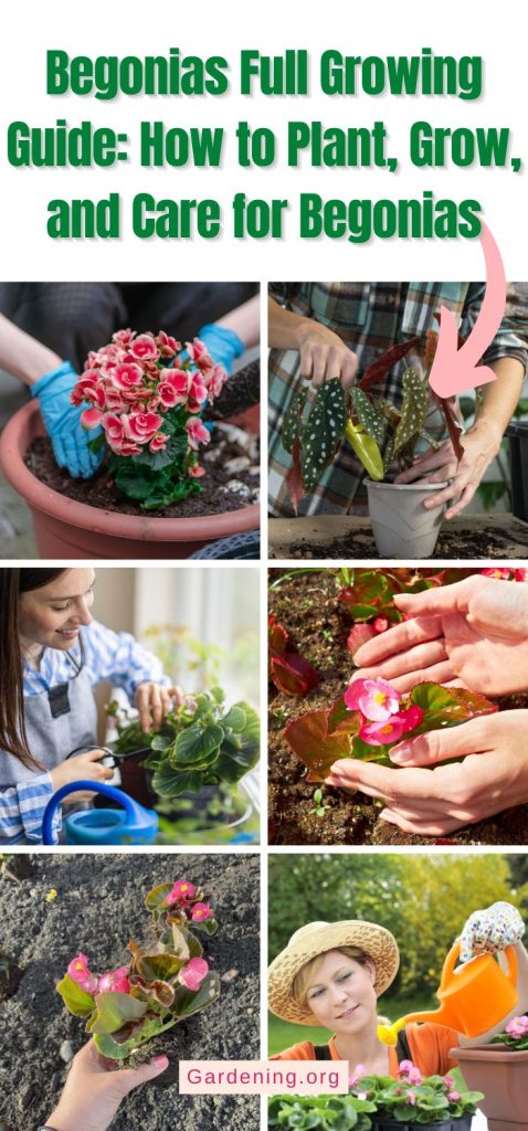 Begonias Full Growing Guide: How to Plant, Grow, and Care for Begonias pinterest image.