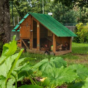 Chicken tractor on the wheels in a backyard garden.