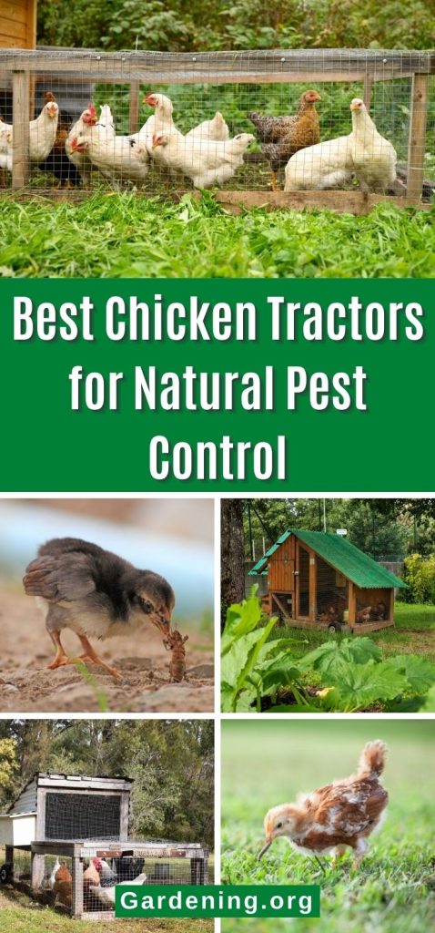 Best Chicken Tractors for Natural Pest Control pinterest image.