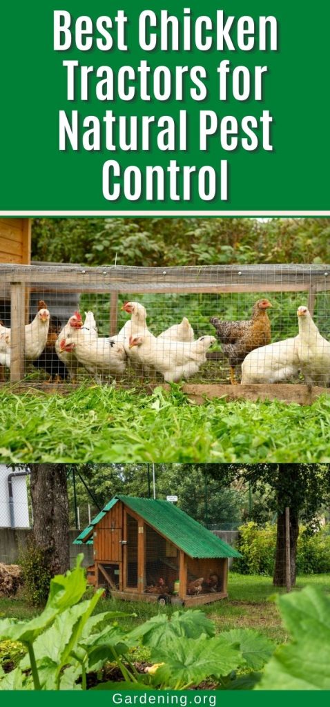 Best Chicken Tractors for Natural Pest Control pinterest image.