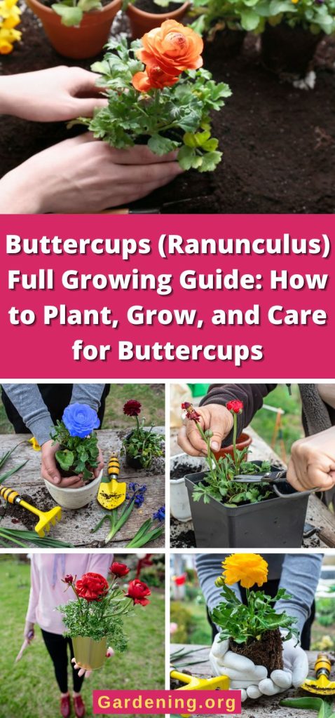 Buttercups (Ranunculus) Full Growing Guide: How to Plant, Grow, and Care for Buttercups pinterest image.