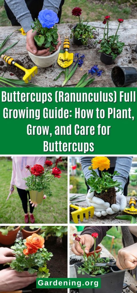 Buttercups (Ranunculus) Full Growing Guide: How to Plant, Grow, and Care for Buttercups pinterest image.