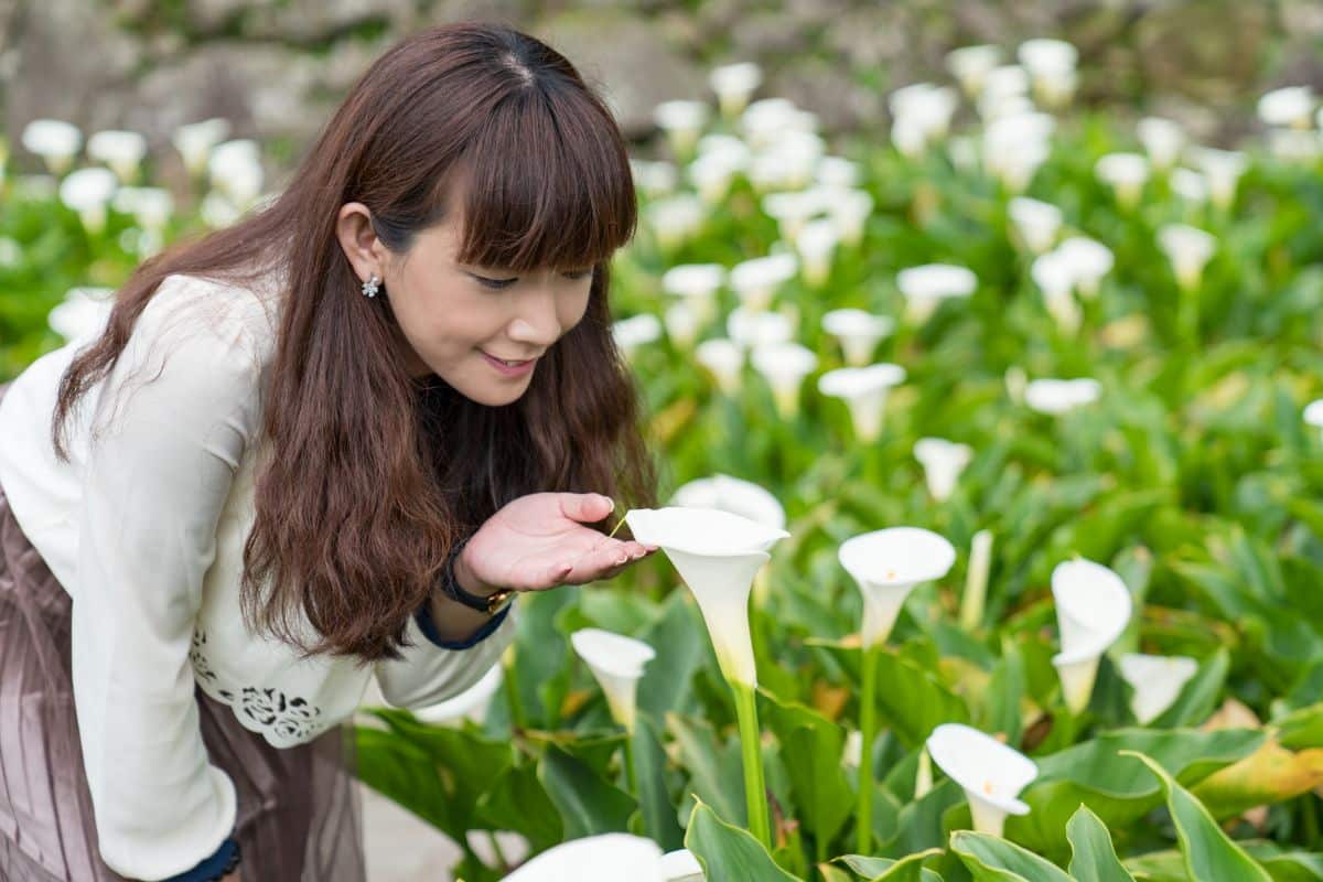 A woman bends to admire a white calla lily flower