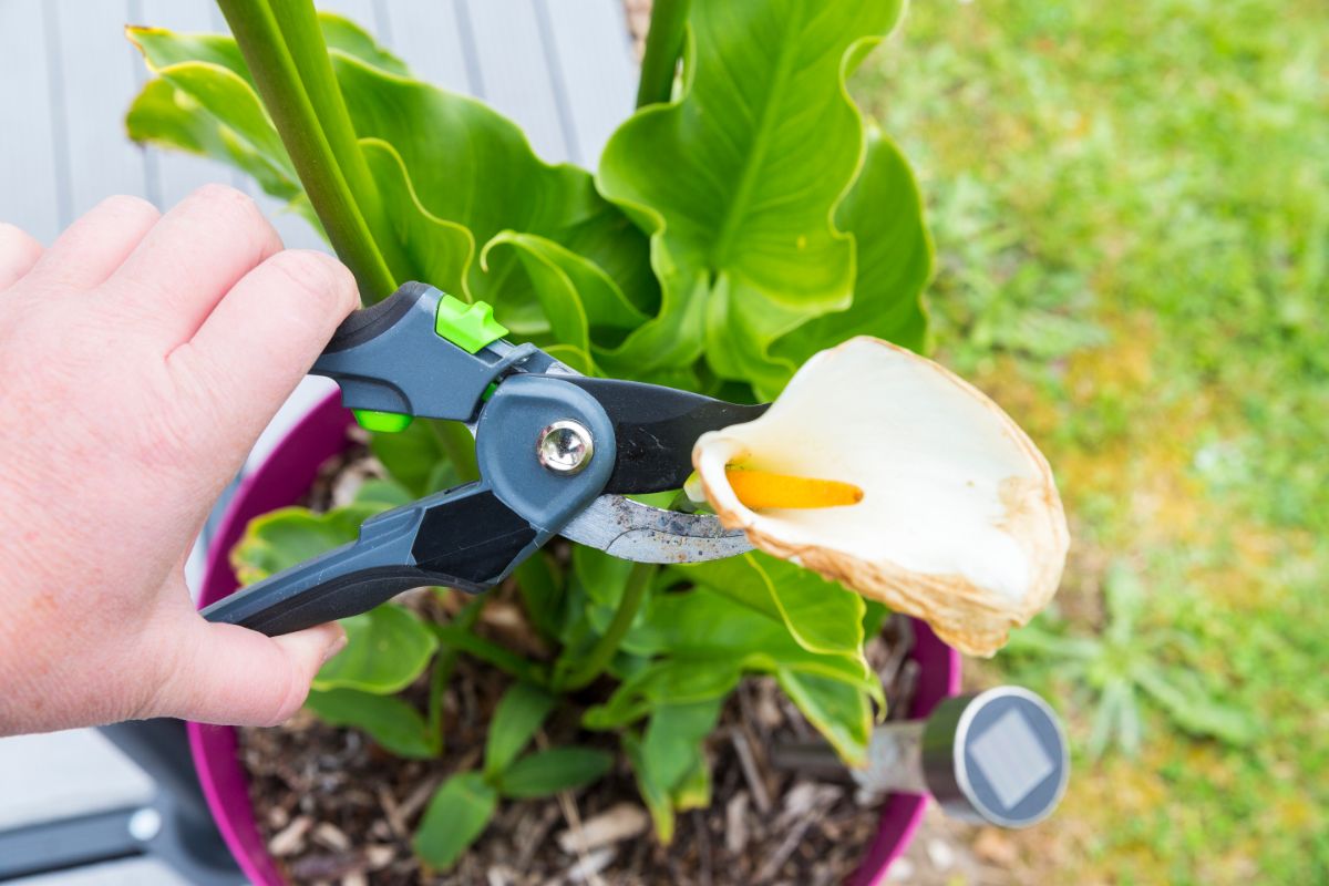 A dying calla lily flower is trimmed from the plant