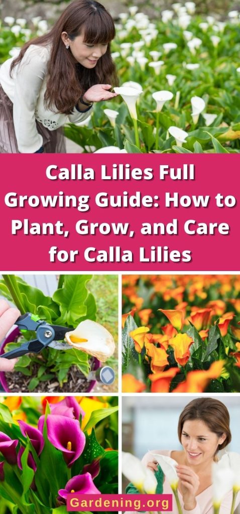 Calla Lilies Full Growing Guide: How to Plant, Grow, and Care for Calla Lilies pinterest image.
