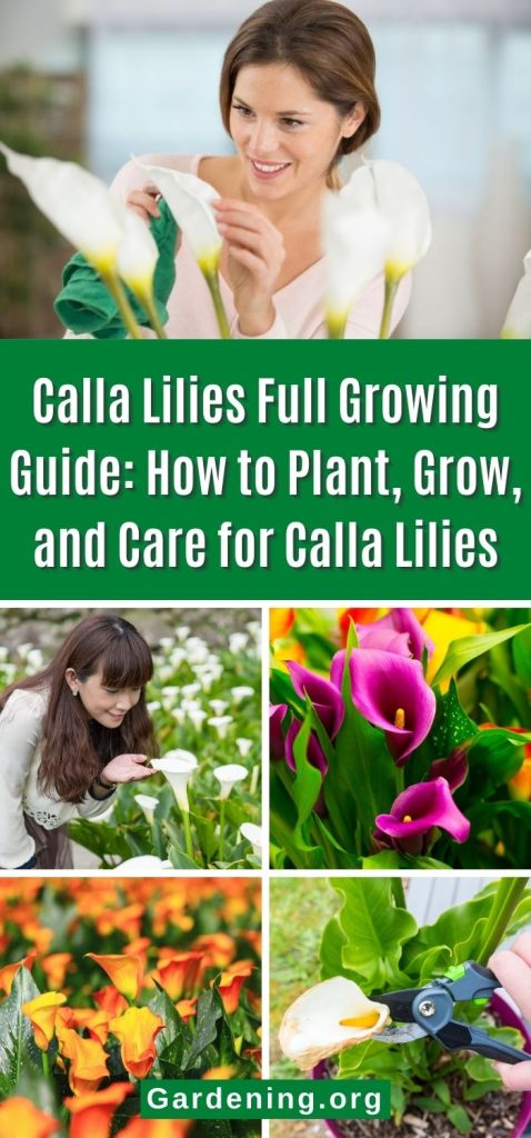 Calla Lilies Full Growing Guide: How to Plant, Grow, and Care for Calla Lilies pinterest image.
