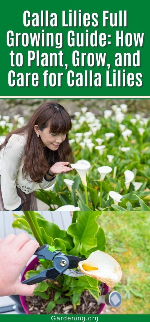 Calla Lilies Full Growing Guide: How to Plant, Grow, and Care for Calla Lilies pinterest image.