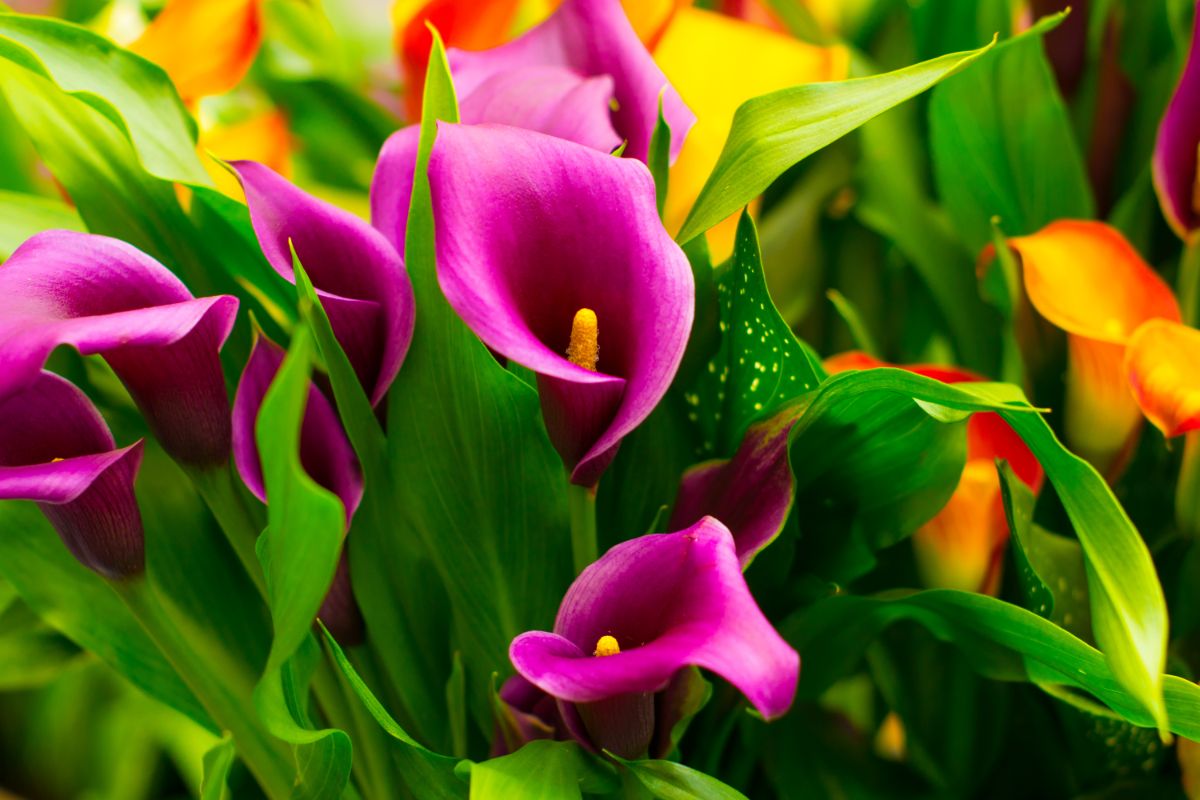 Deeply colored orange and purple calla lilies in a mixed planting bed