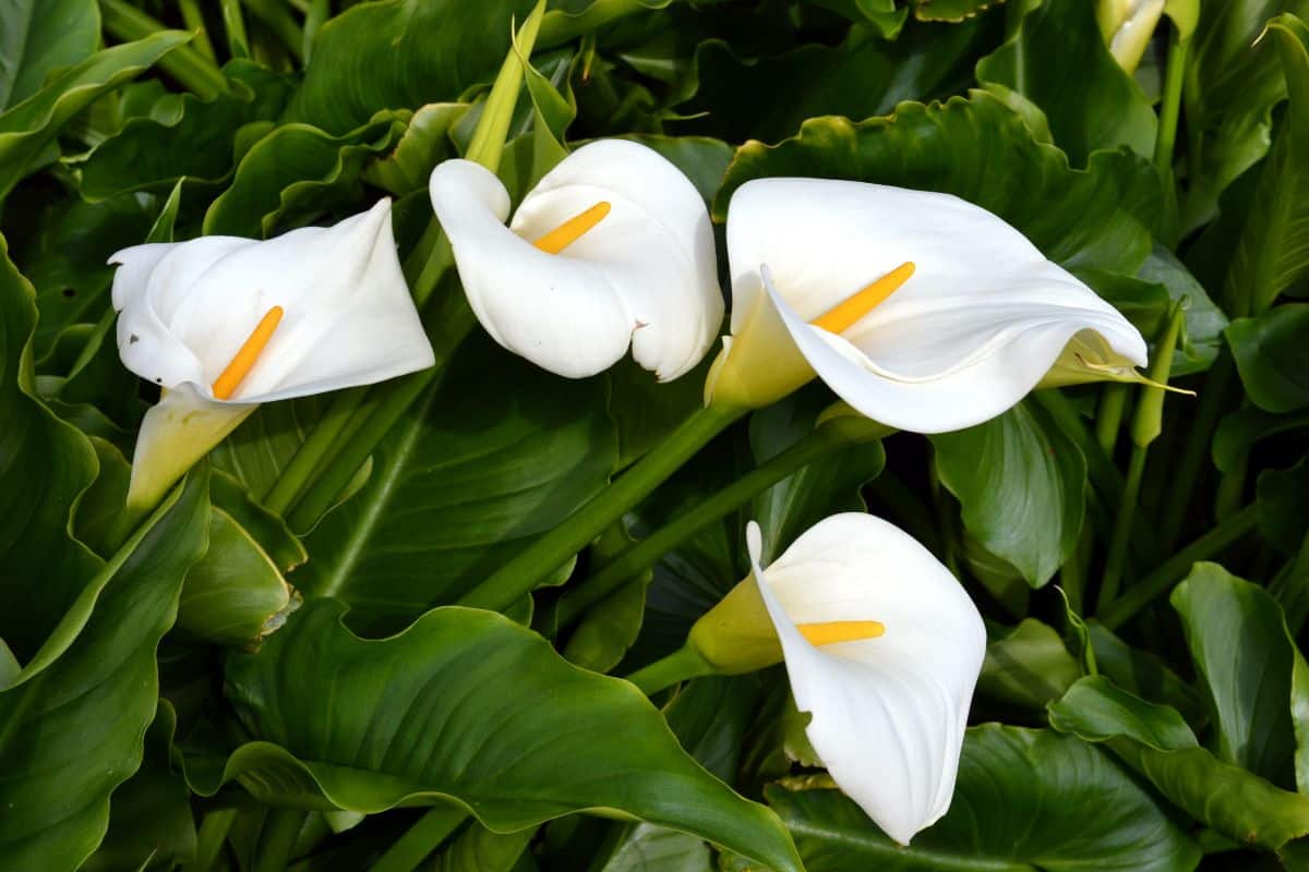 Bright white calla lilies sit amongst deep green foliage