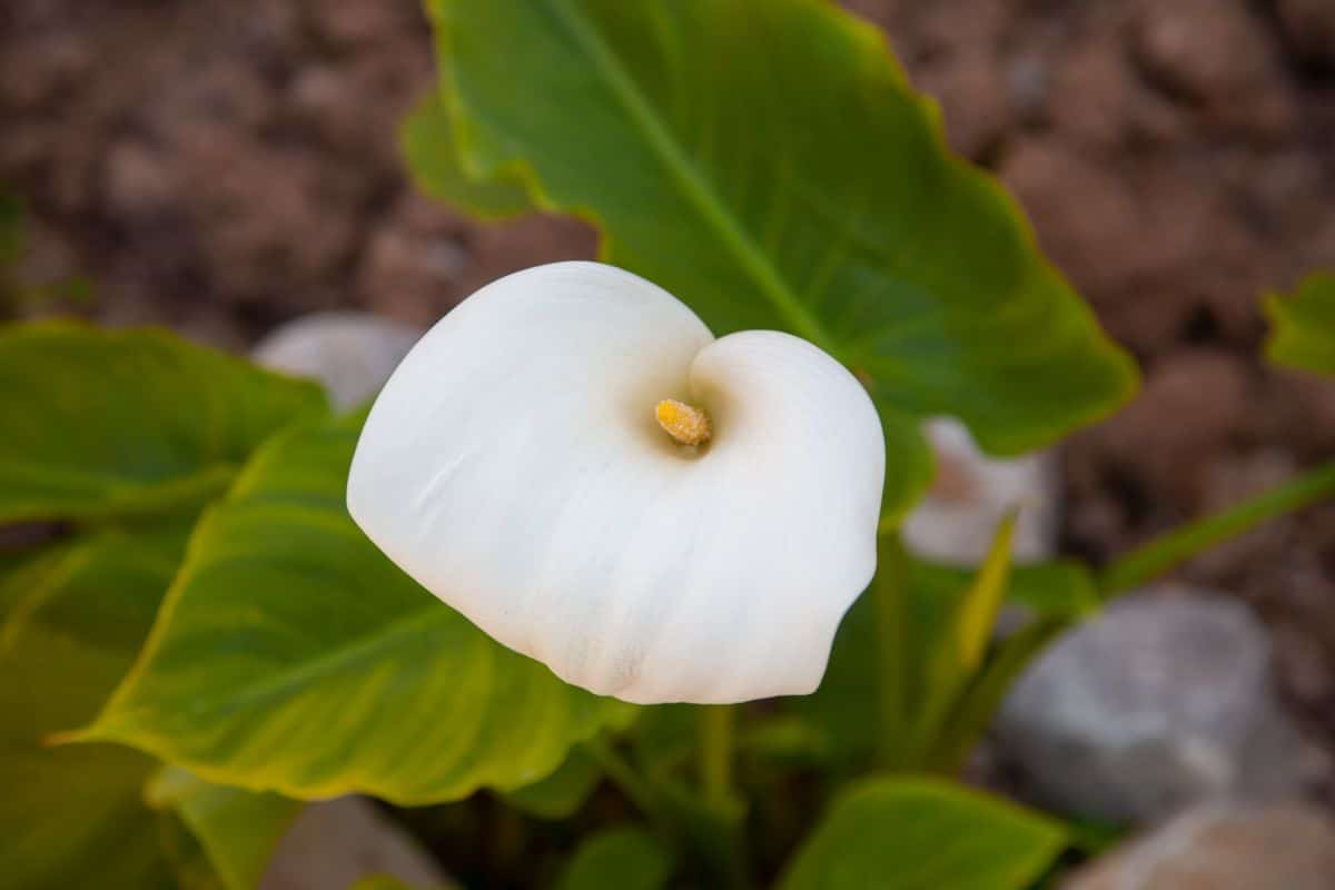 A single closeup white calla lily flower