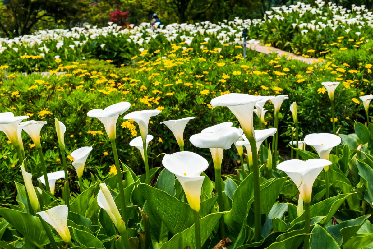 Calla lilies grow as a border in a flower bed with yellow flowers in the center