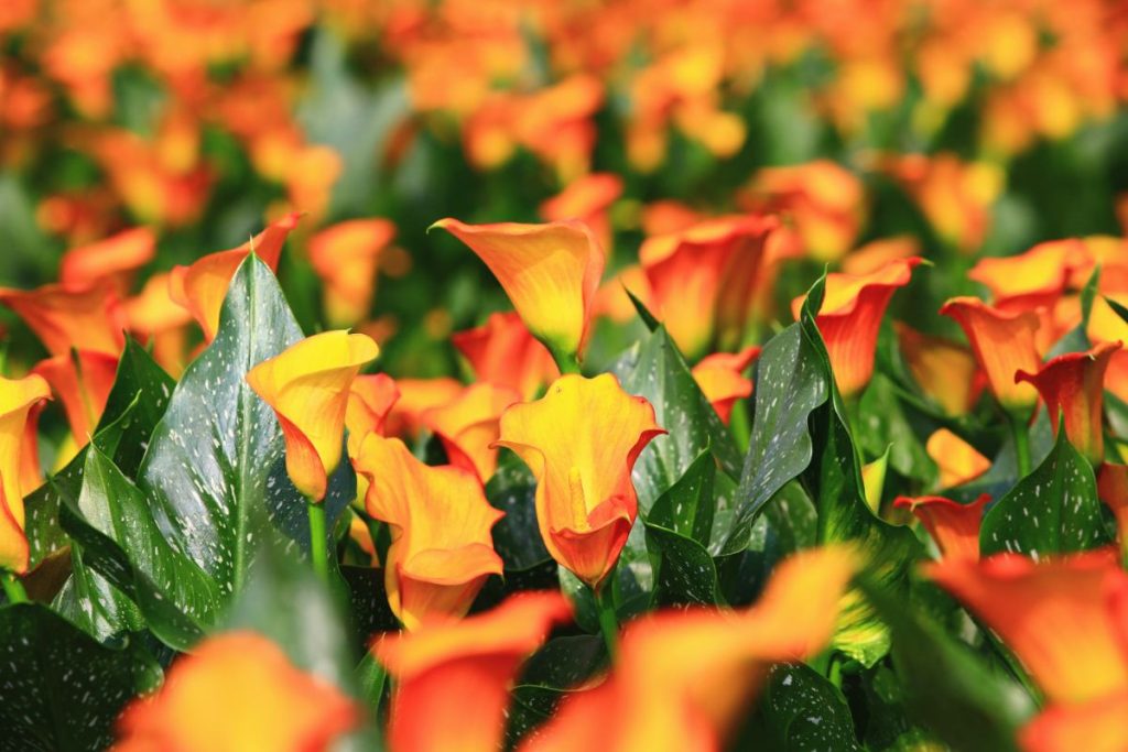 Calla Lilies Full Growing Guide (Plant, Grow, and Care) - Gardening