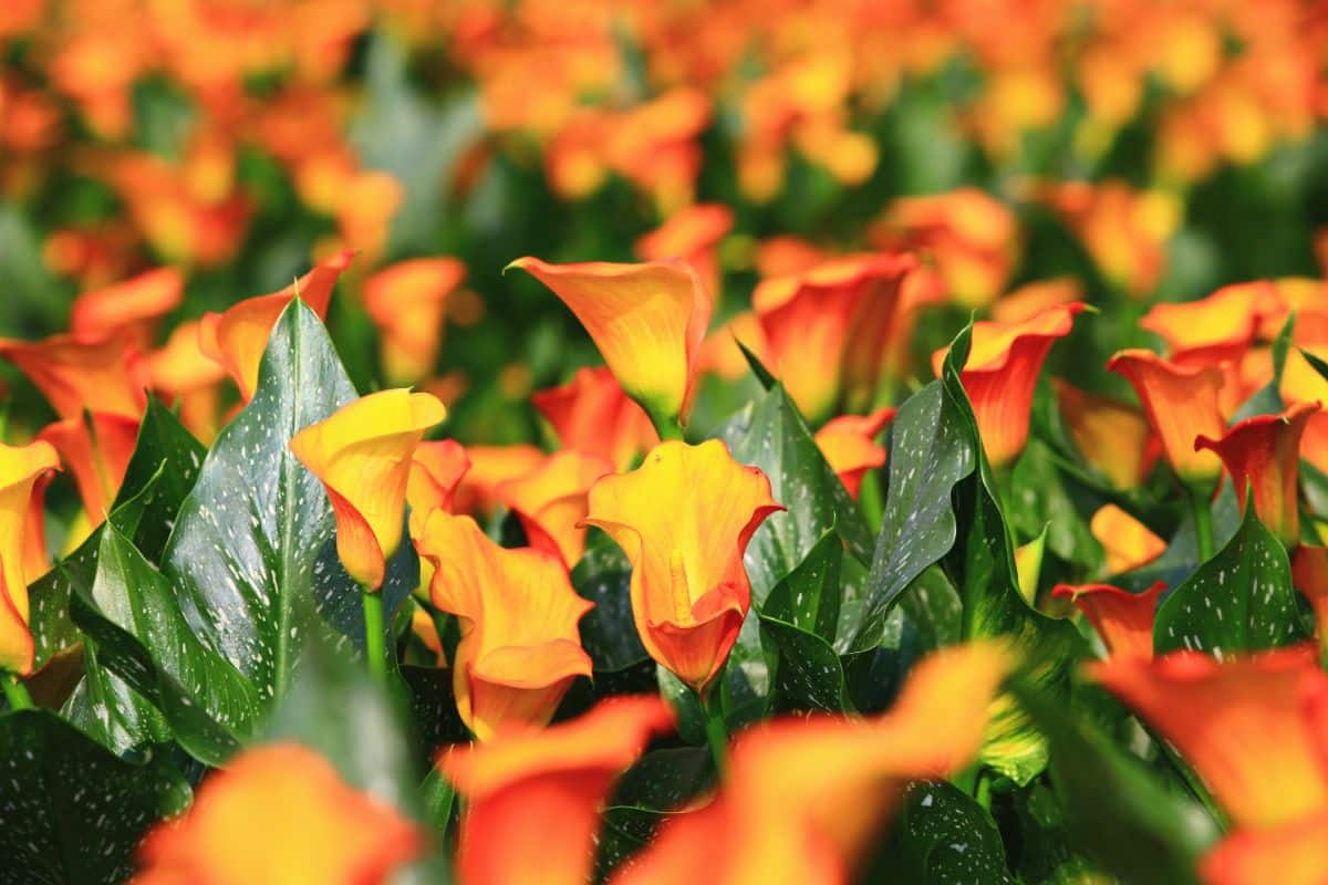 Orange calla lilies are mixed amongst speckled green leaves