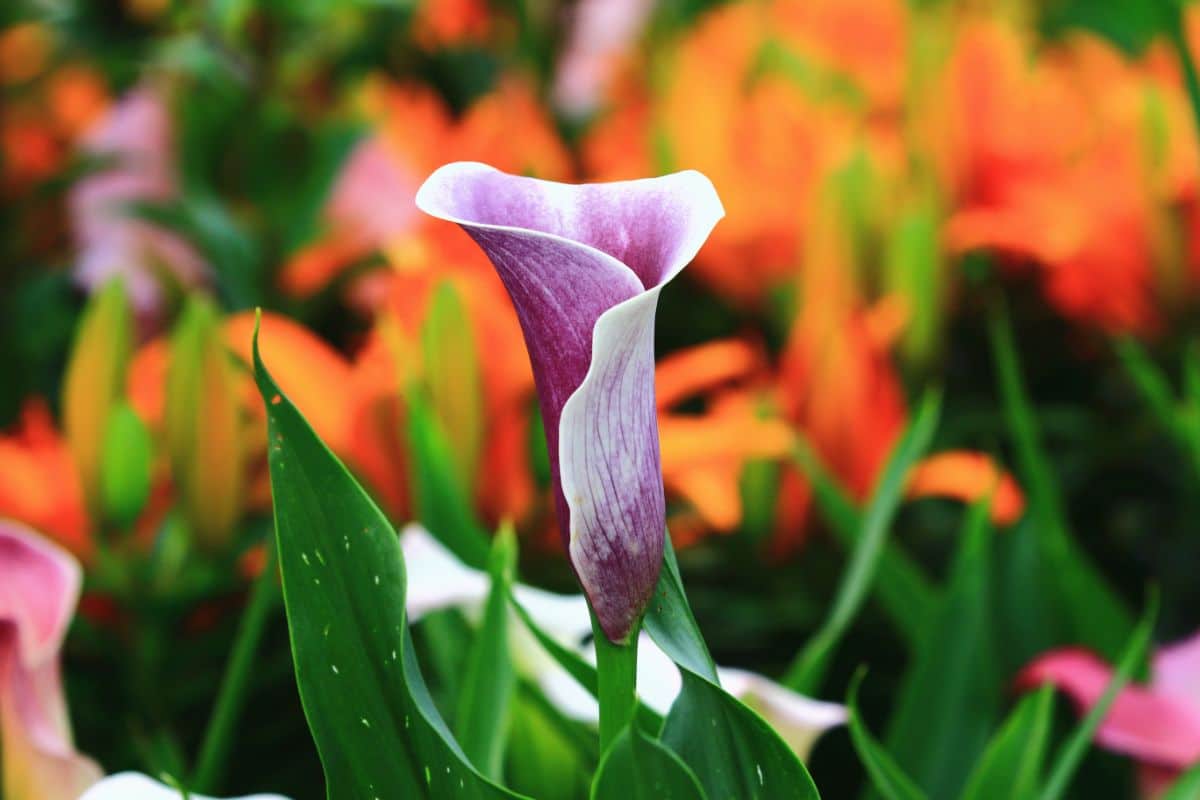 A garden includes different colors of calla lily