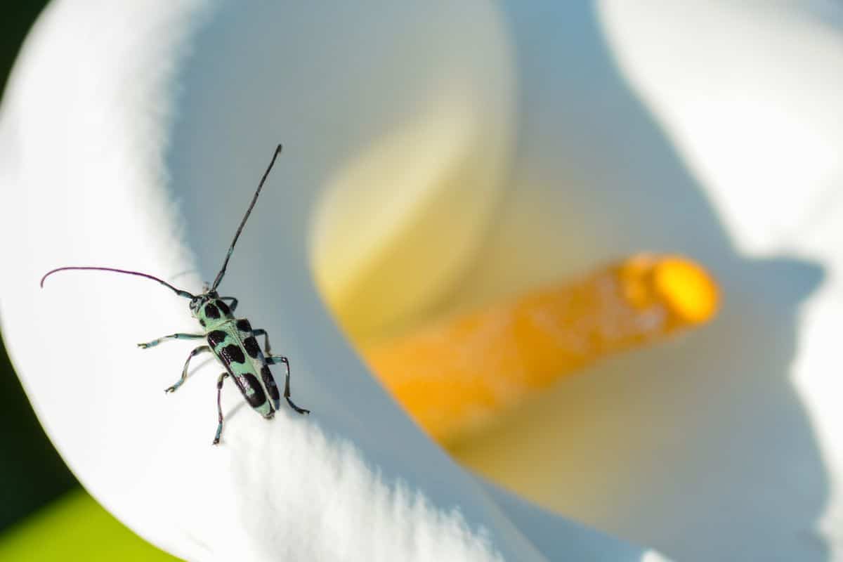 A blue and black beetle crawls on a calla lily flower