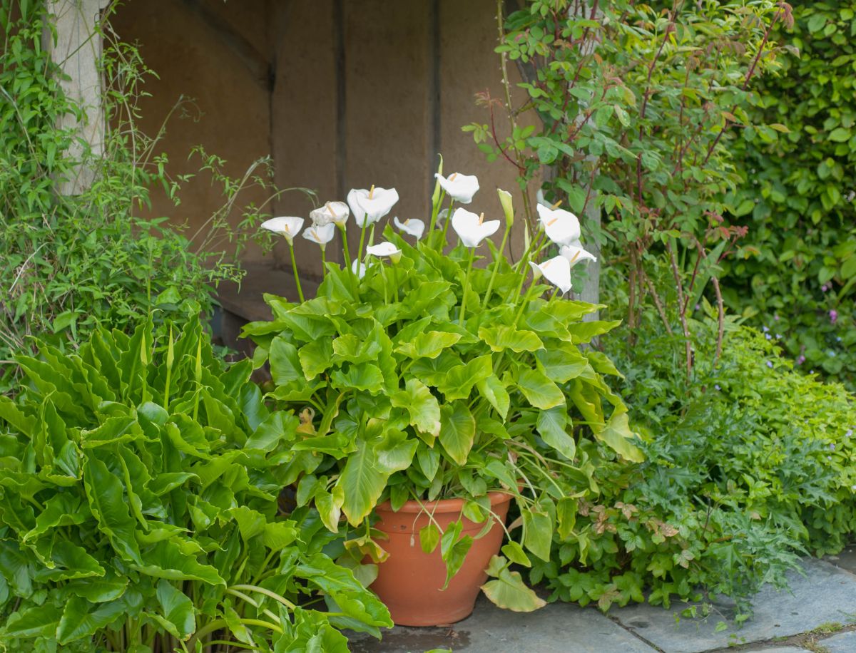 A calla lily thrives in a container planter