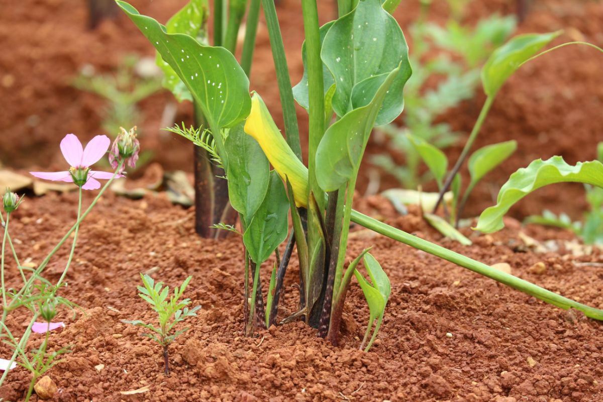 A calla lily plant planted in a ground bed