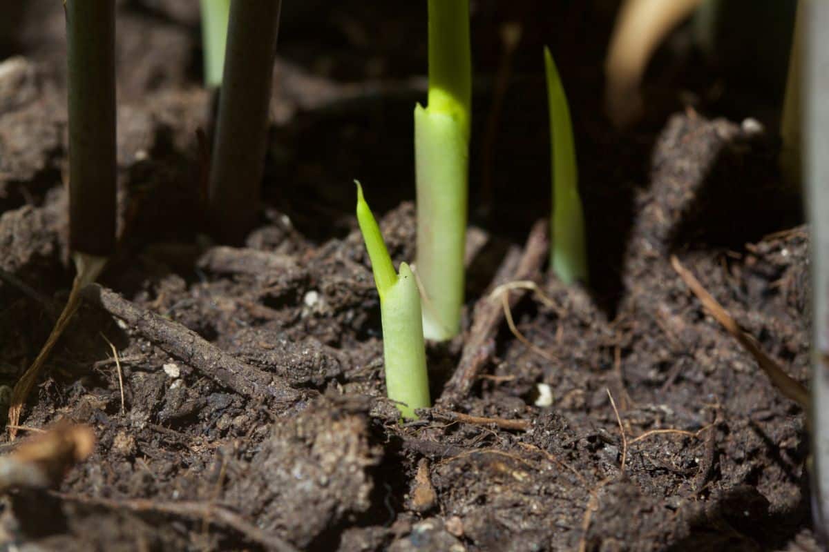 Calla lily shoots emerge from the ground