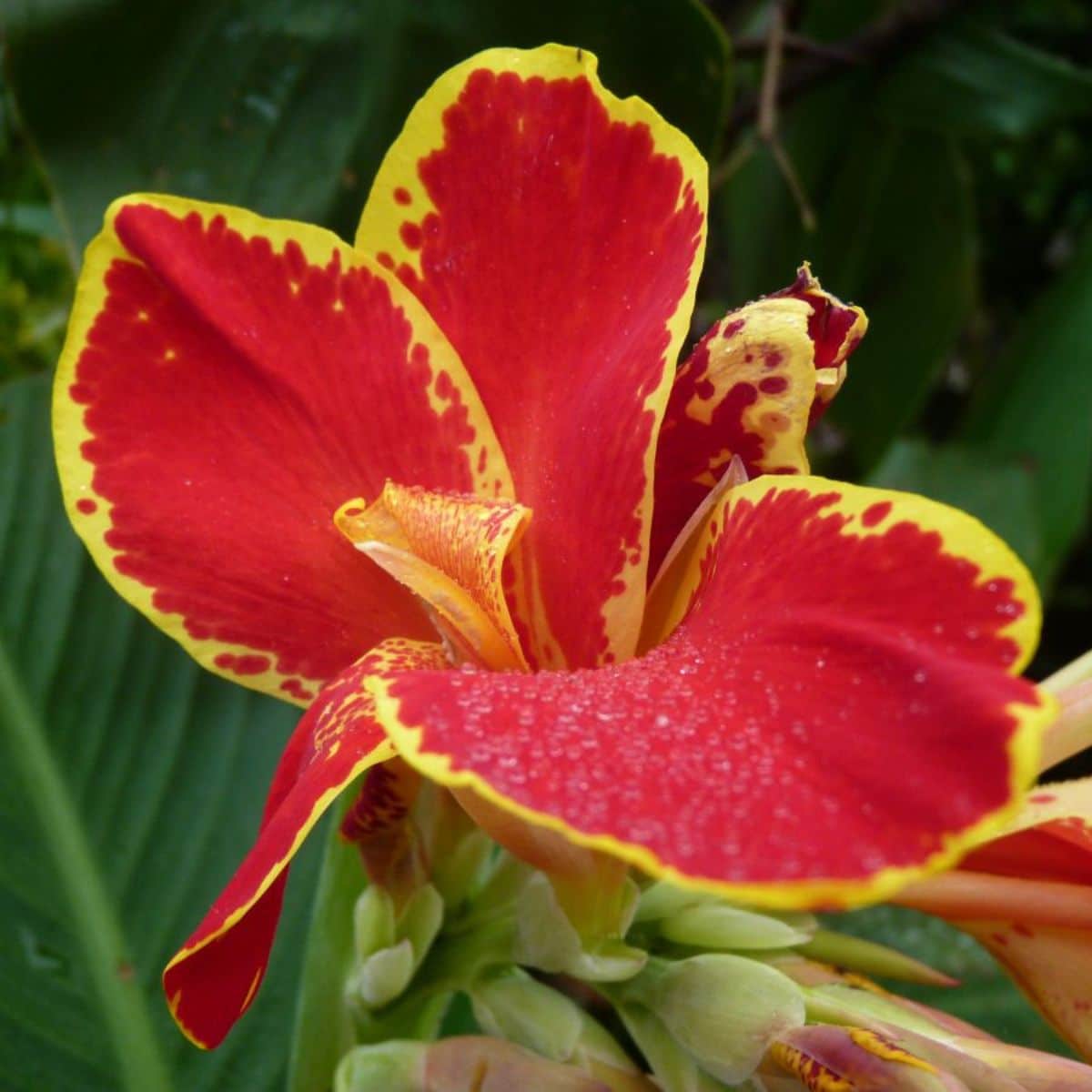 A beauitful flower of Lucifer Canna Lily variety.