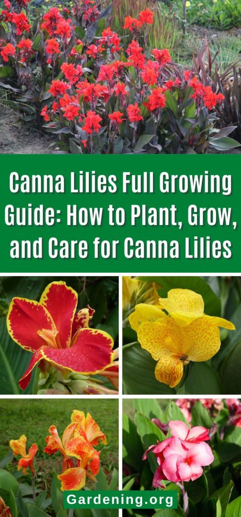 Canna Lilies Full Growing Guide: How to Plant, Grow, and Care for Canna Lilies pinterest image.