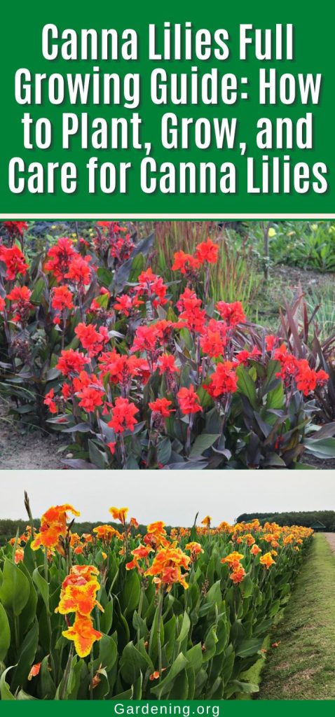 Canna Lilies Full Growing Guide: How to Plant, Grow, and Care for Canna Lilies pinterest image.