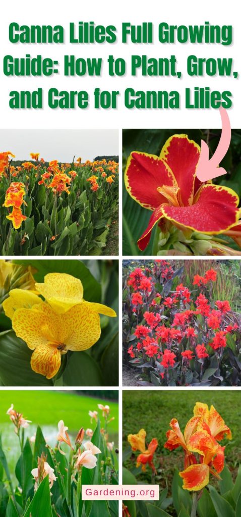 Canna Lilies Full Growing Guide: How to Plant, Grow, and Care for Canna Lilies pinterest image.