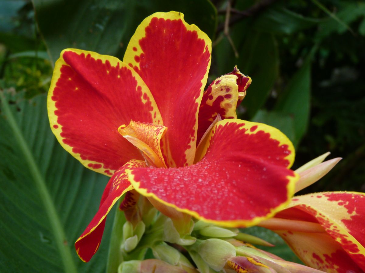 A bright red and yellow canna lily flower