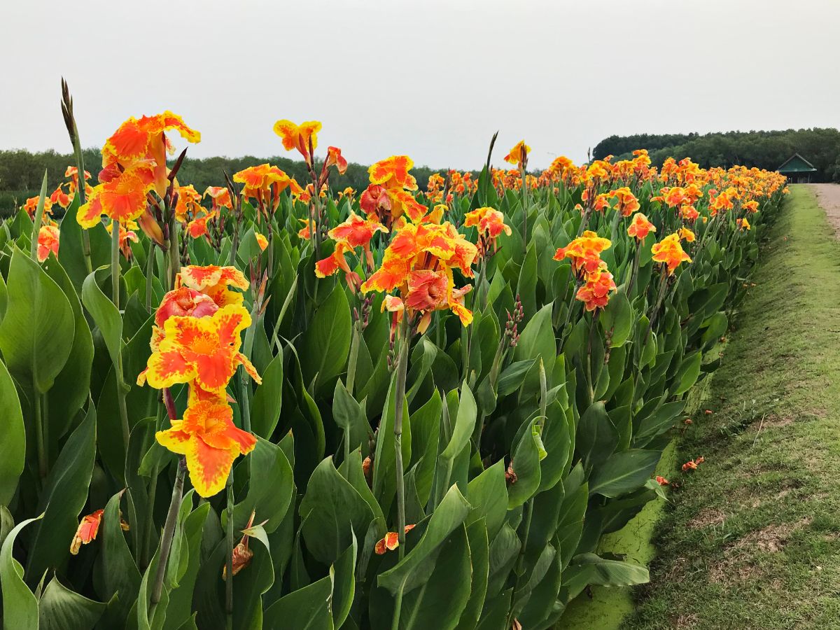 Bright yellow-orange canna lilies line a drive
