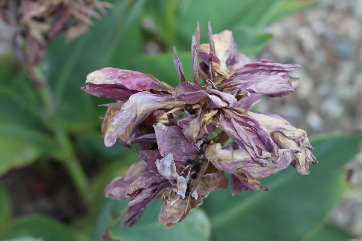 A dead canna lily flower is ready to be deadheaded