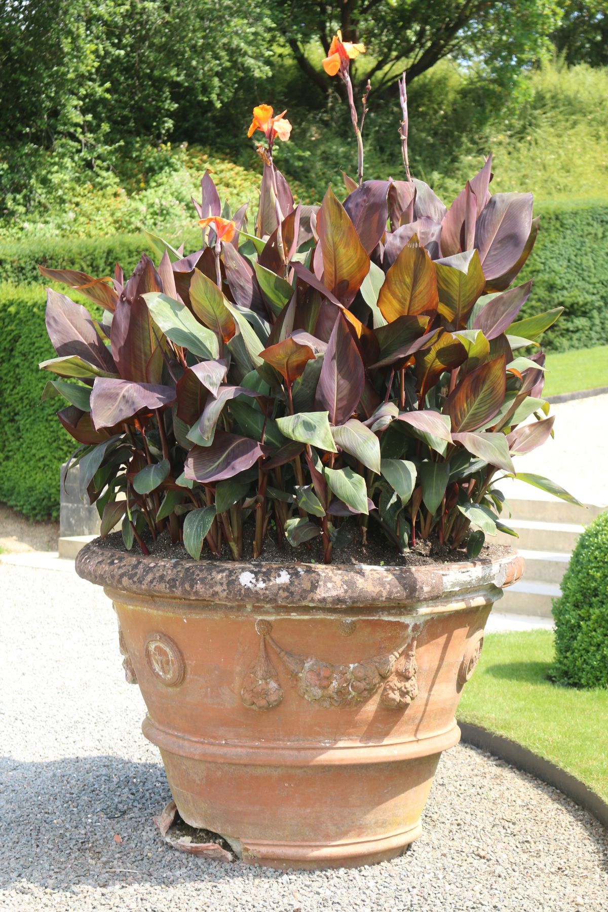 Canna lilies grow in a planting container
