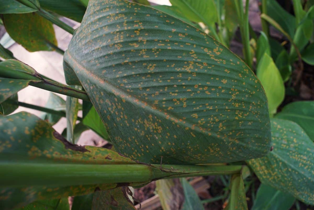 A canna lily's leaves have a spotty appearance