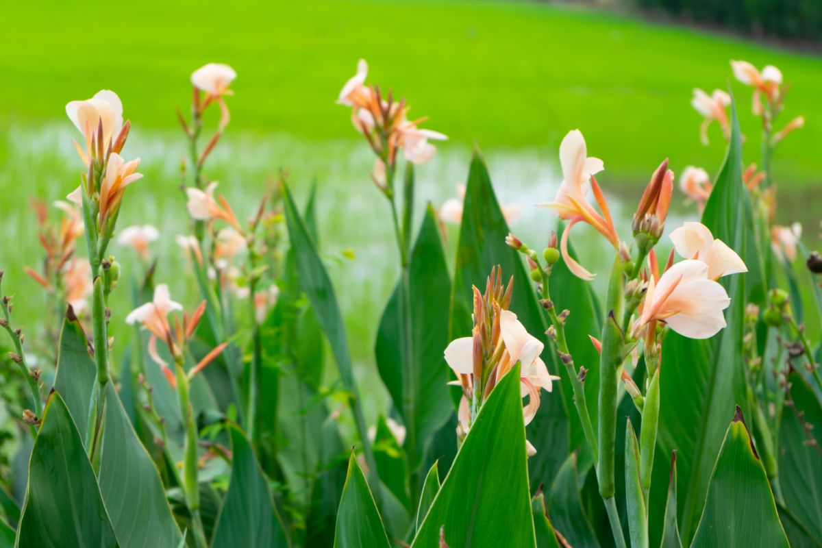 A large bed of light pink canna lilies in a perennial garden
