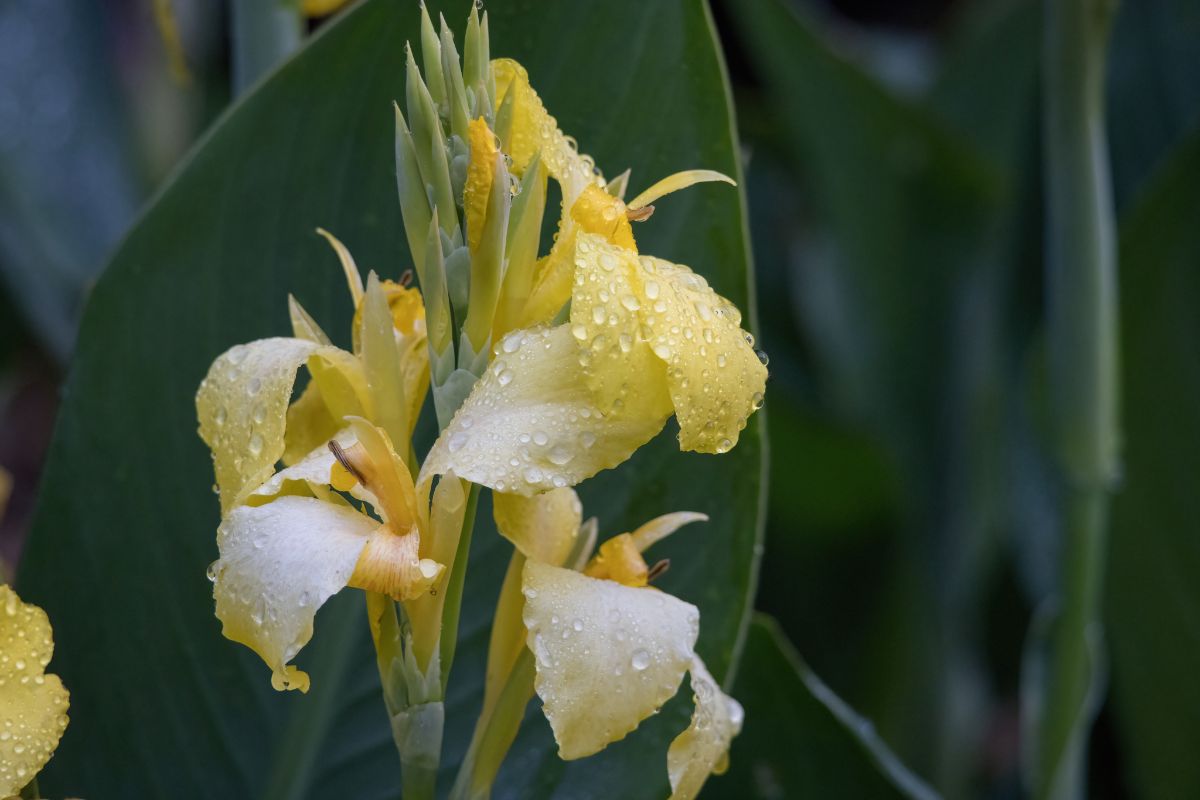 A pale yellow canna lily is wet from rain
