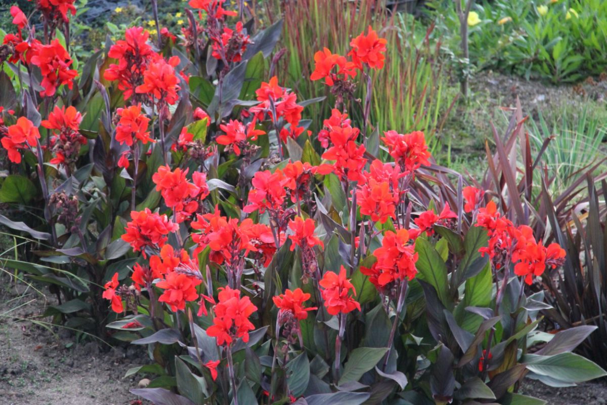 Red canna lilies with purple-green foliage