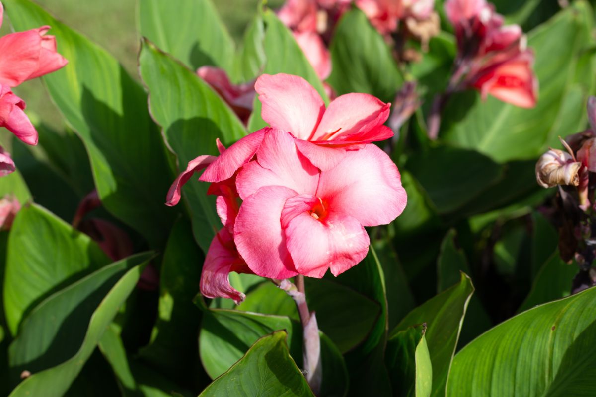 A pink canna lily blooms in the sun