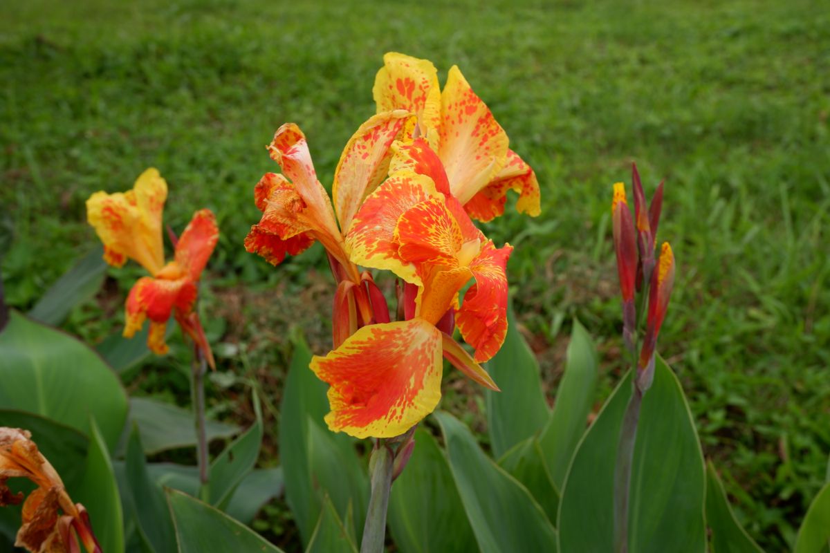 Tropical-looking orange canna lilies in a garden