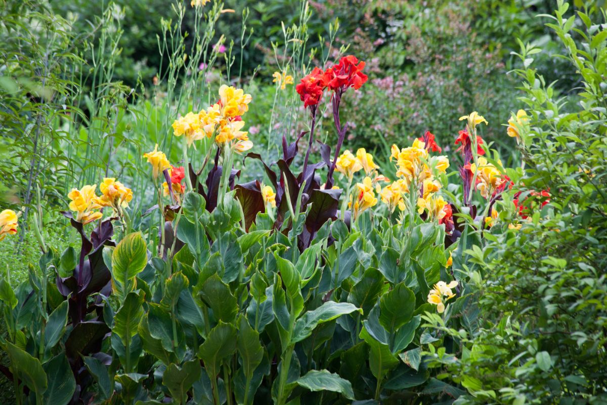 Red and yellow canna lilies grow together in a flower bed