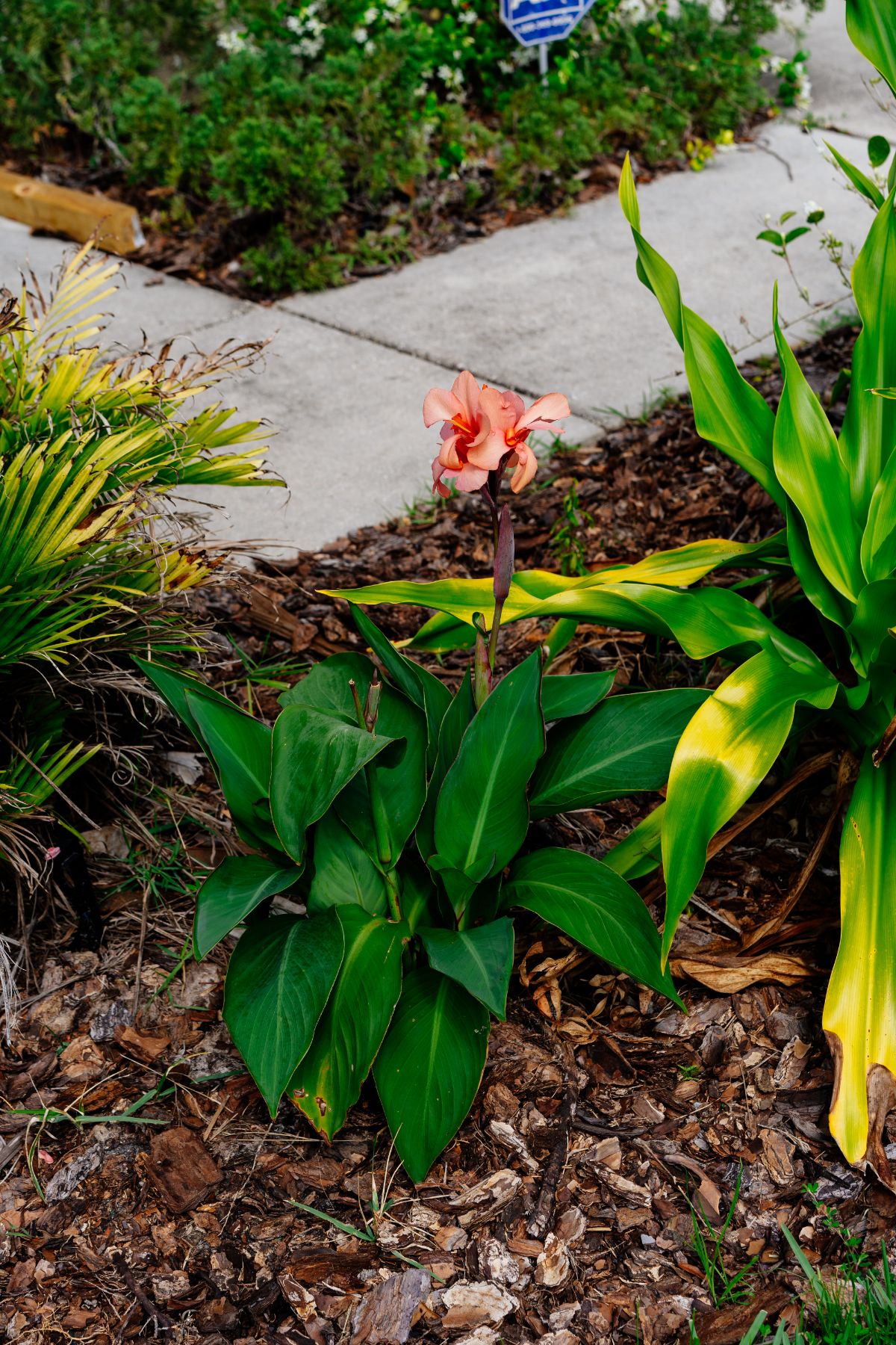A mature canna lily plant planted in a mixed garden bed
