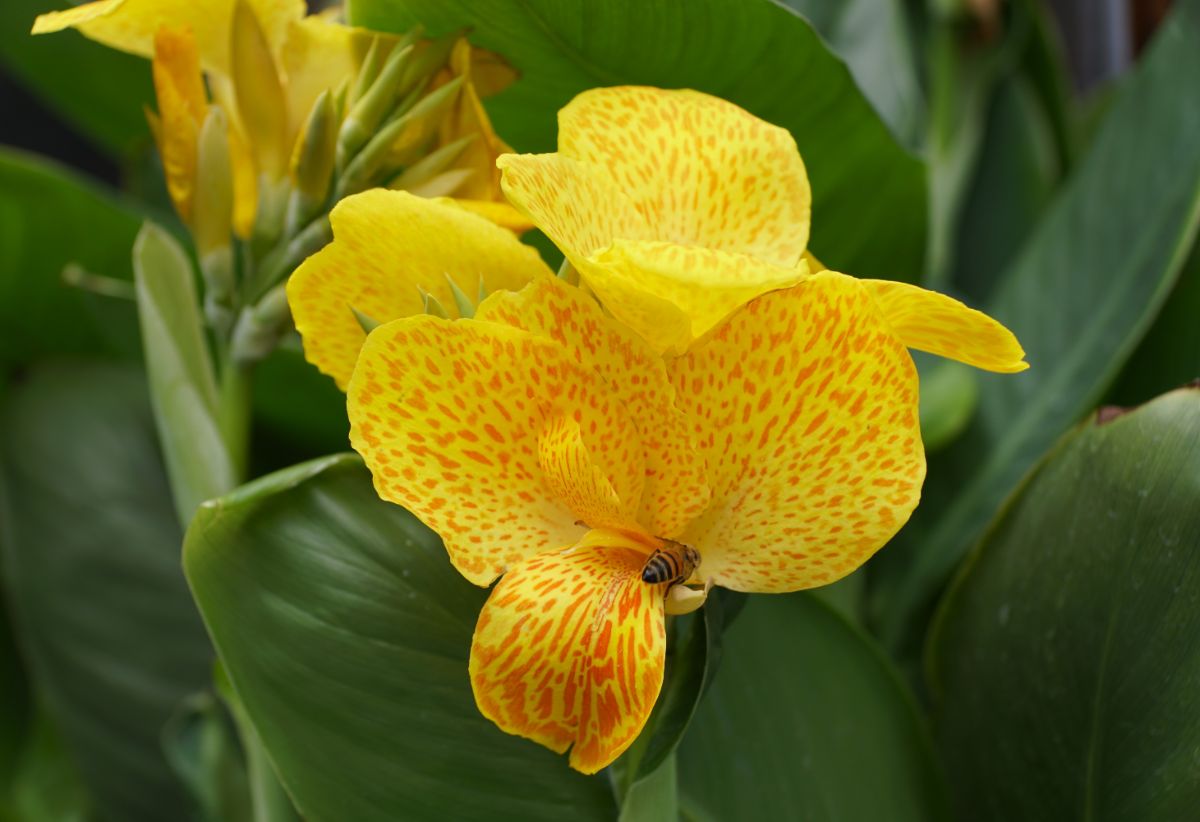 A honey bee collects pollen from a canna lily