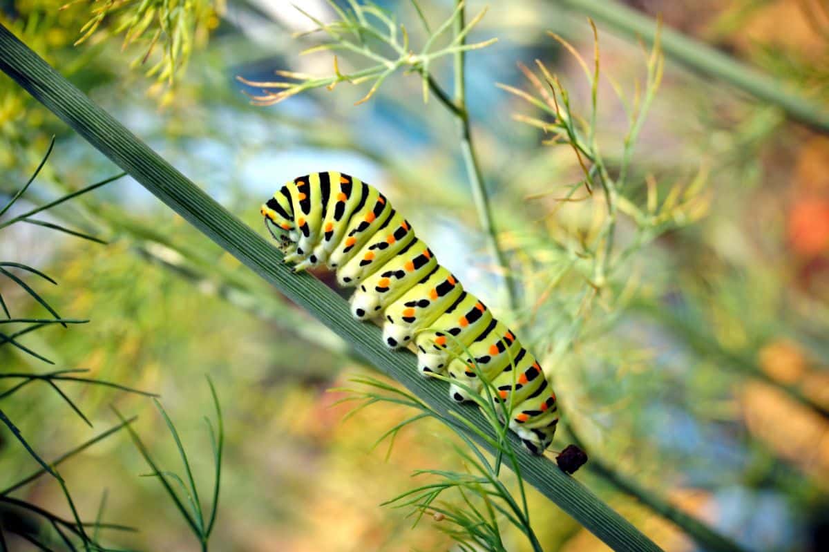 A butterfly caterpillar climbs a flower stem